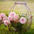 devis jardin