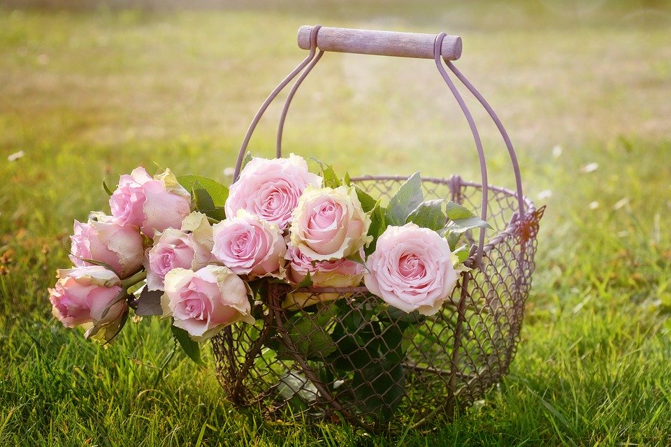 devis jardin